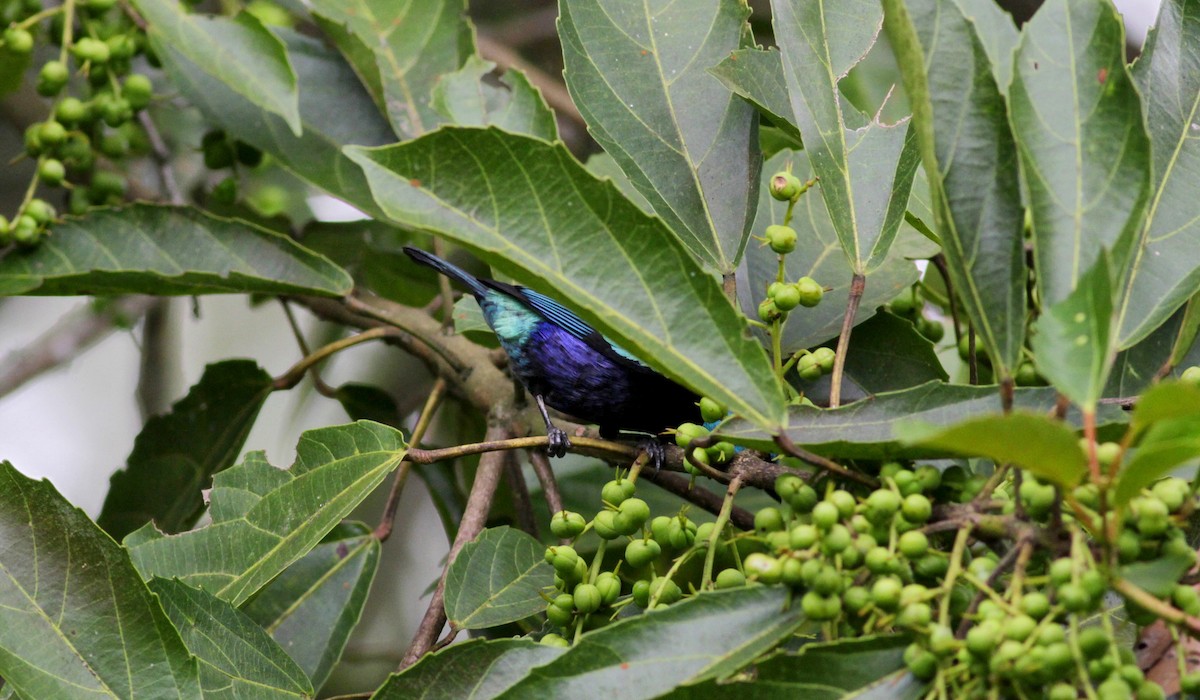 Blue-necked Tanager - ML22263101
