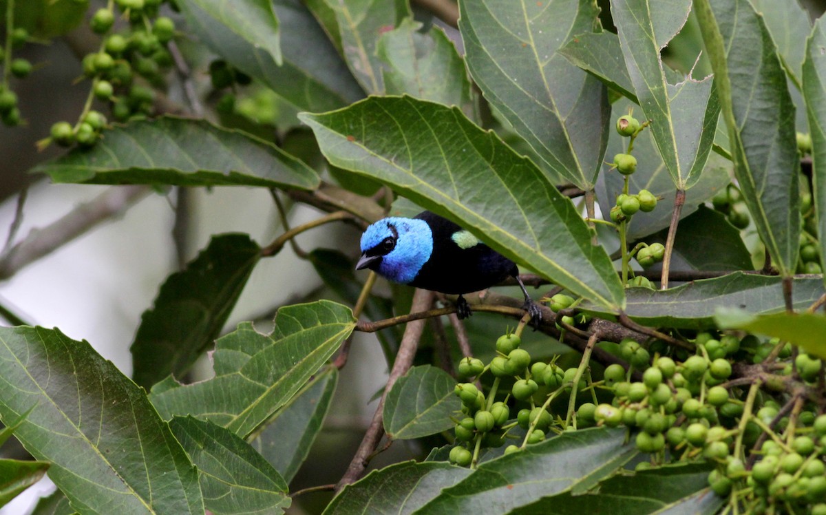 Blue-necked Tanager - ML22263111