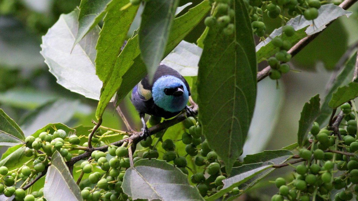 Blue-necked Tanager - ML22263121