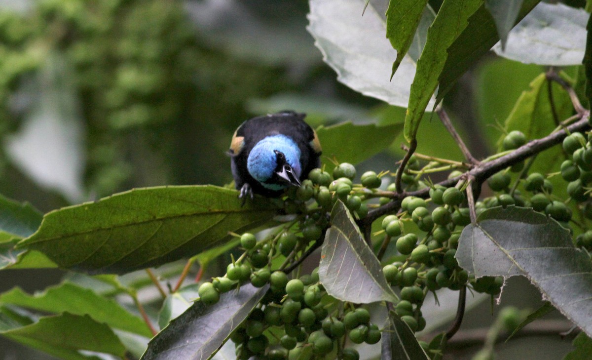 Blue-necked Tanager - ML22263141