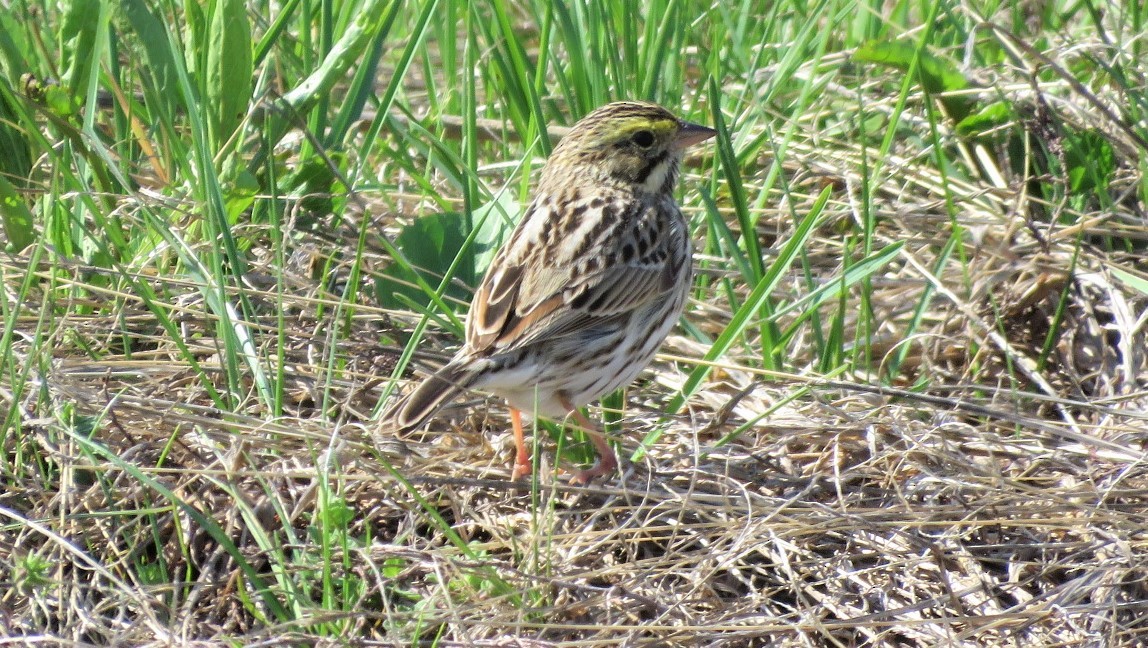 Savannah Sparrow - ML222635911
