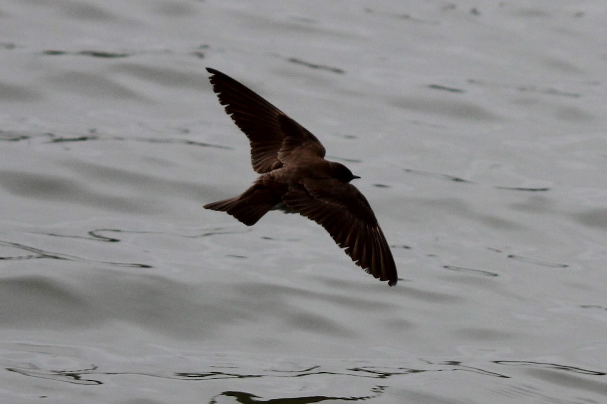 Northern Rough-winged Swallow - ML222637391