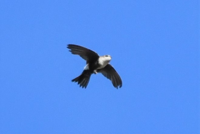 White-throated Swift - Jim Collins