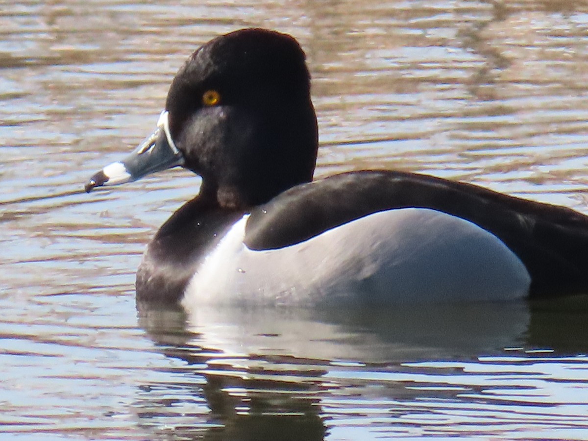 Ring-necked Duck - ML222640031