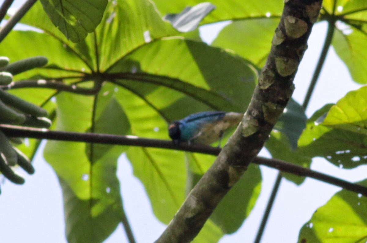 Golden-naped Tanager - ML22264101