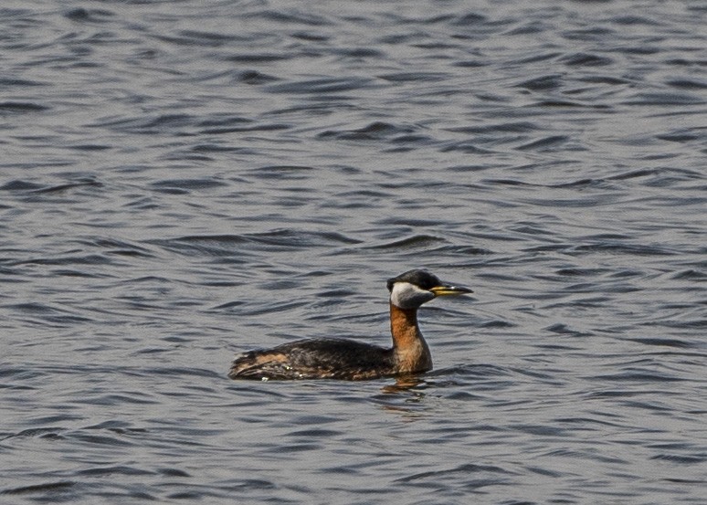 Red-necked Grebe - ML222641961