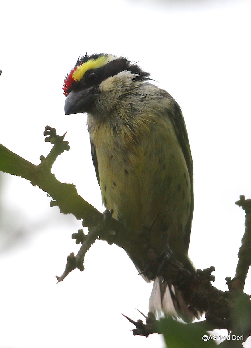 Red-fronted Barbet - ML222642421