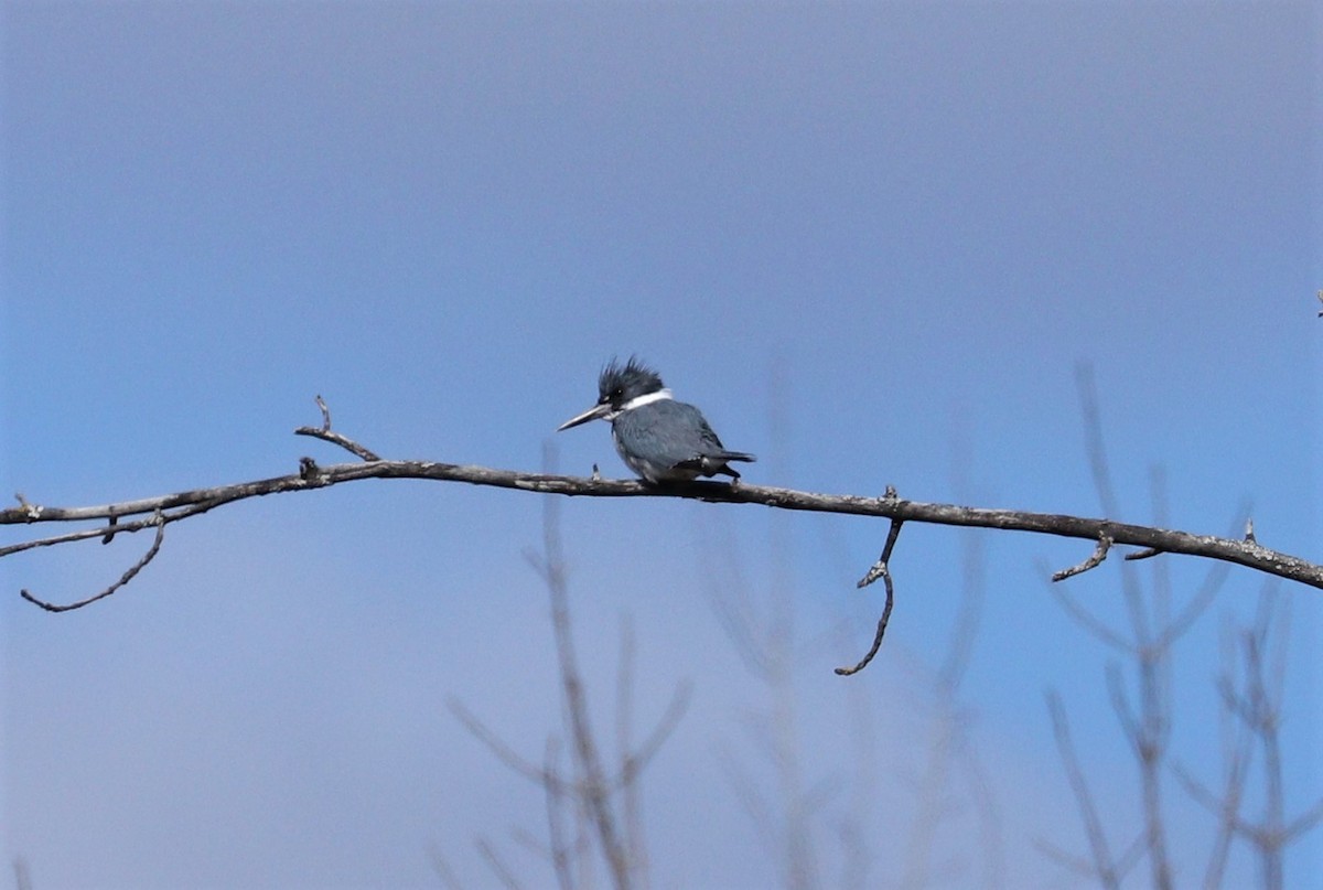 Belted Kingfisher - ML222644561