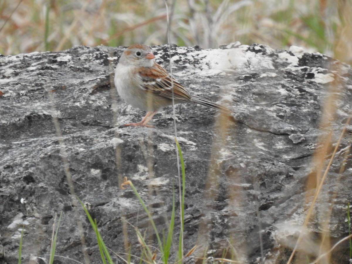 Field Sparrow - ML222646121