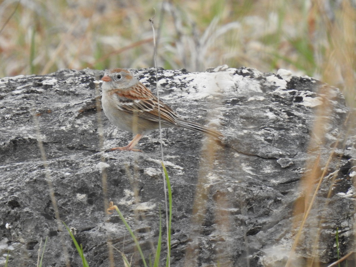 Field Sparrow - ML222646161