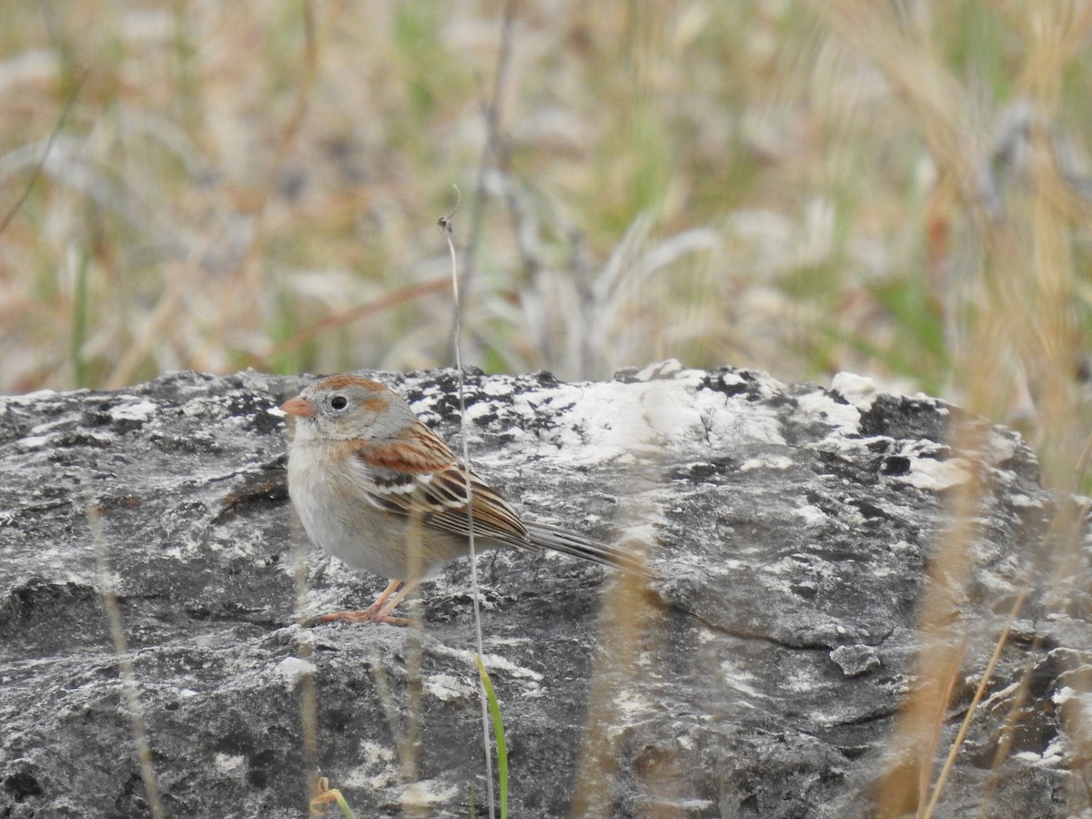 Field Sparrow - ML222646181