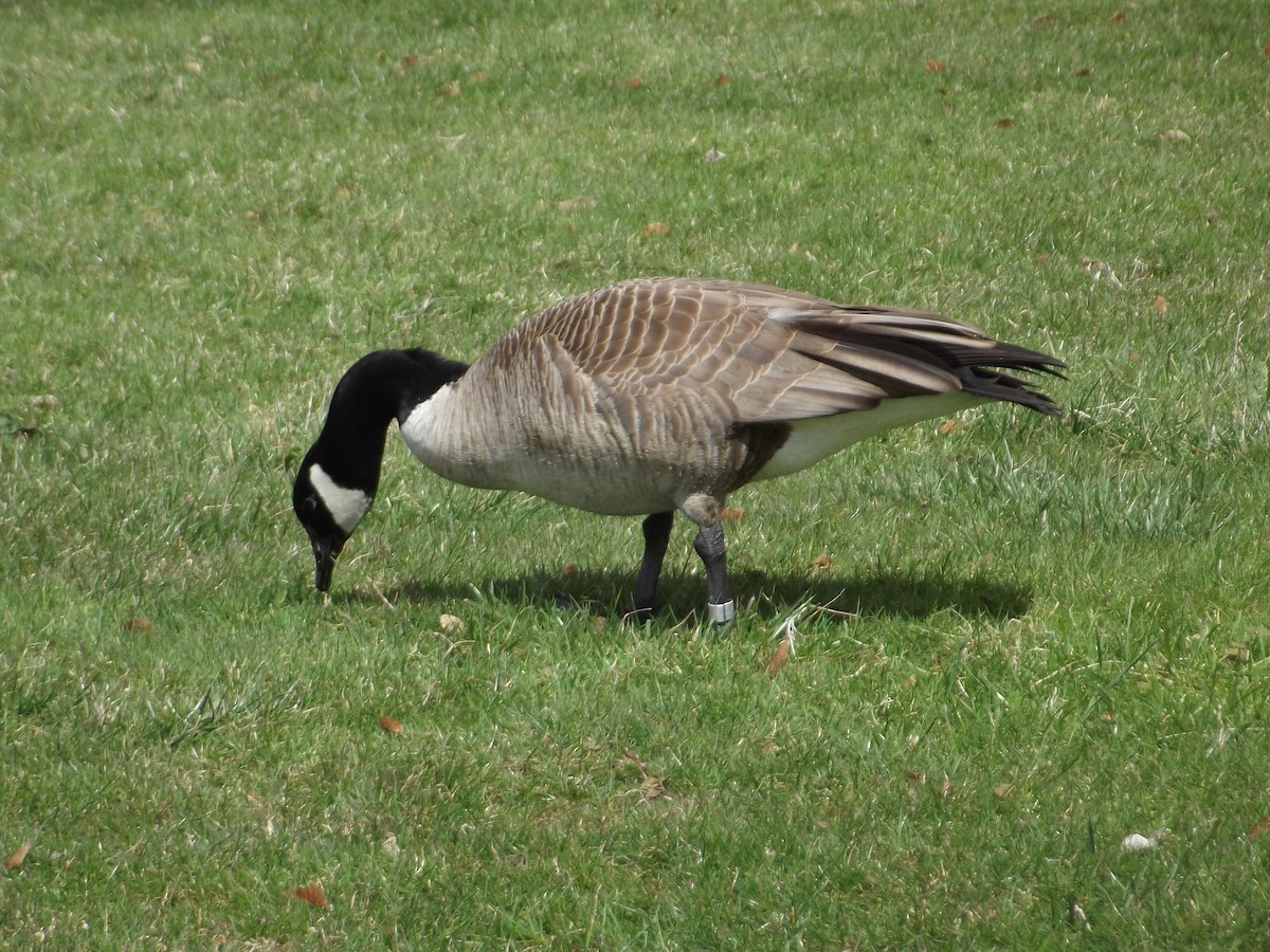 New York Breeding Bird Atlas Checklist - 11 Apr 2020 - Onondaga Lake ...