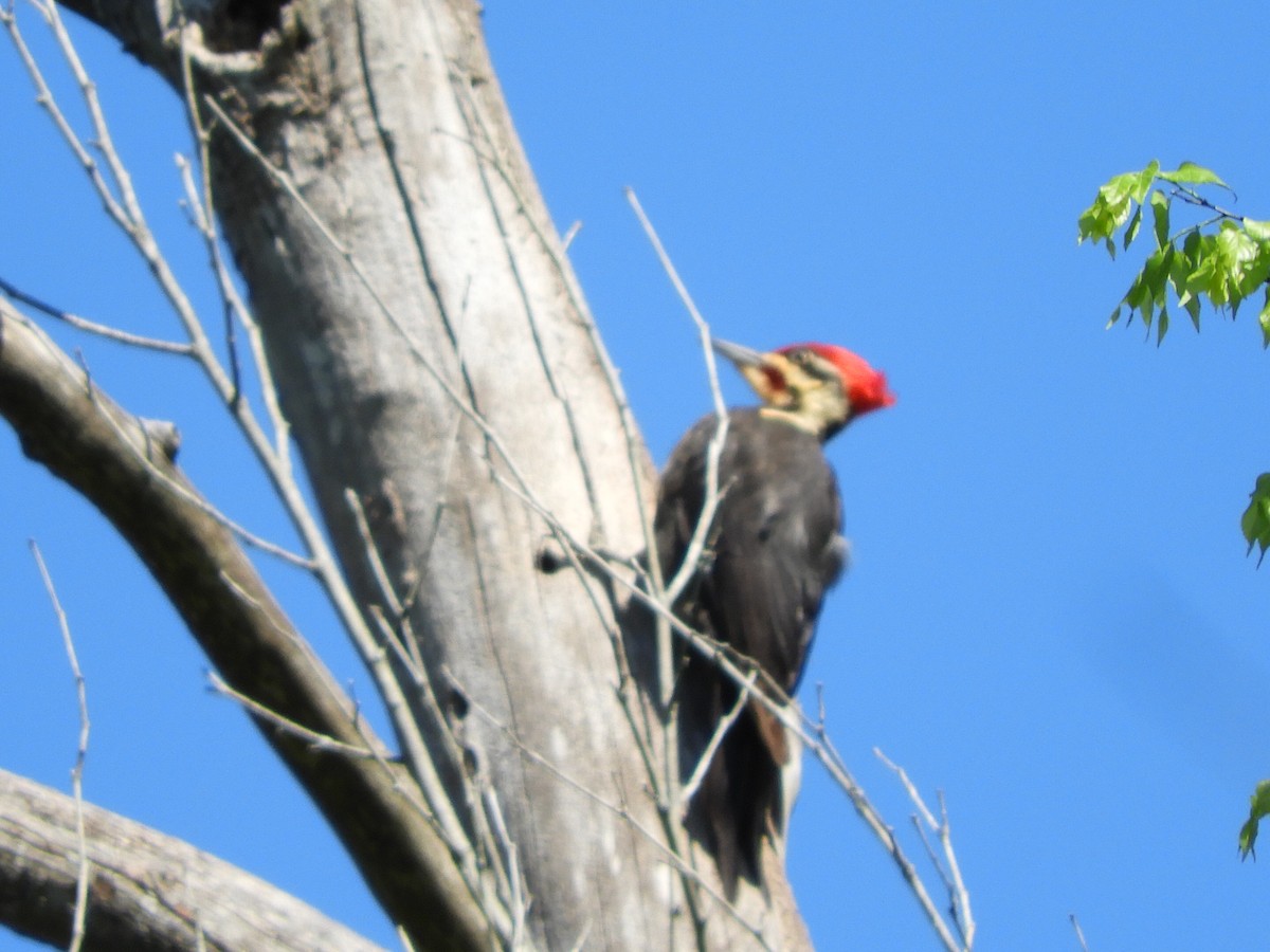 Pileated Woodpecker - ML222651981