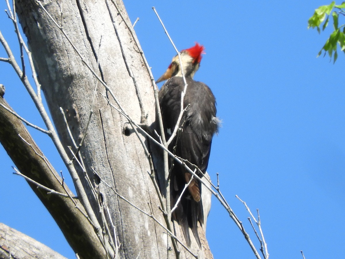 Pileated Woodpecker - ML222652021