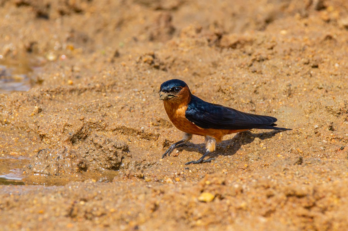 Sri Lanka Swallow - ML222654101