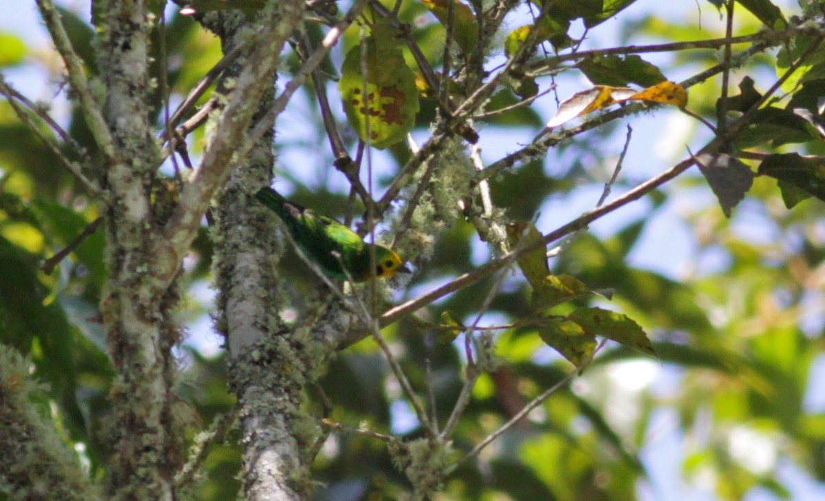 Multicolored Tanager - ML22265471