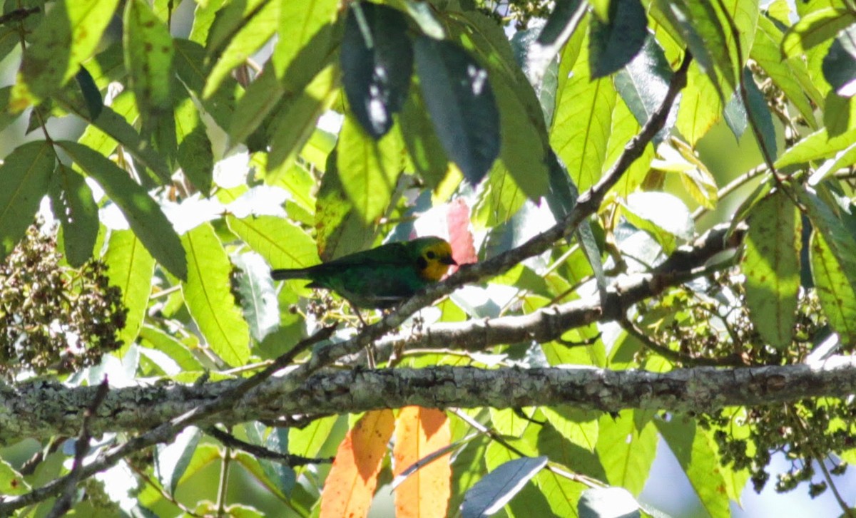 Multicolored Tanager - ML22265491