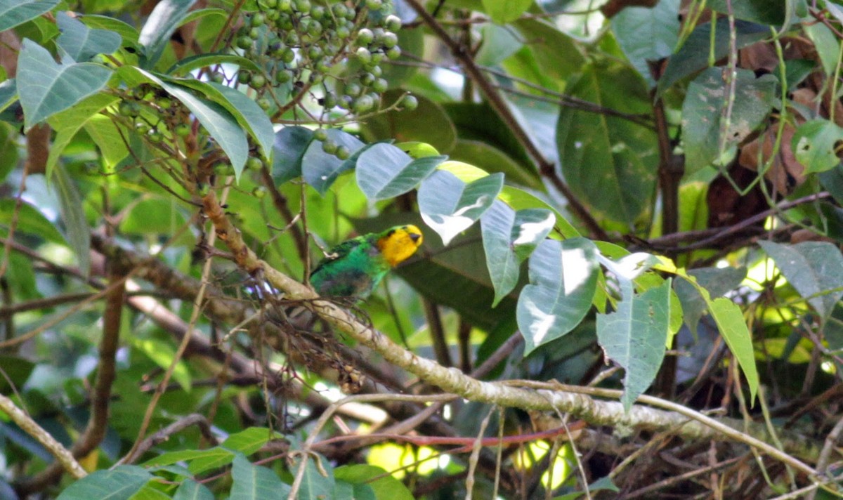 Multicolored Tanager - ML22265511