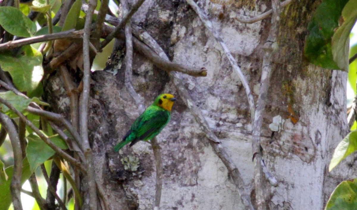 Multicolored Tanager - ML22265531