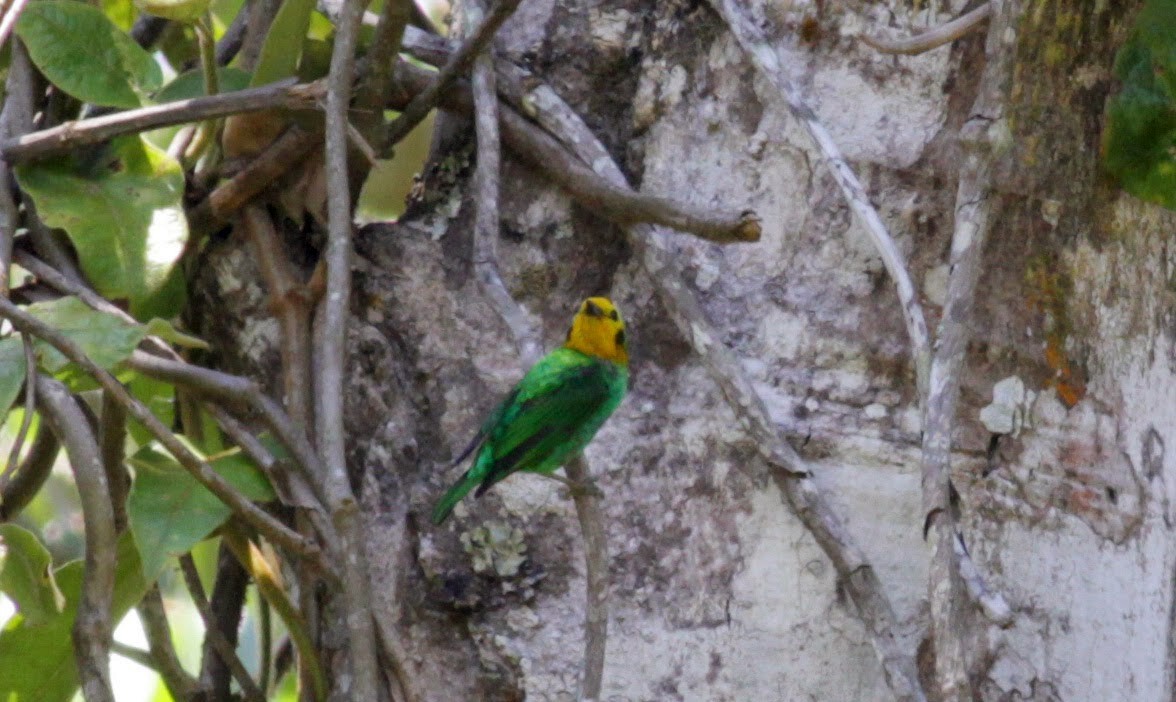 Multicolored Tanager - ML22265541