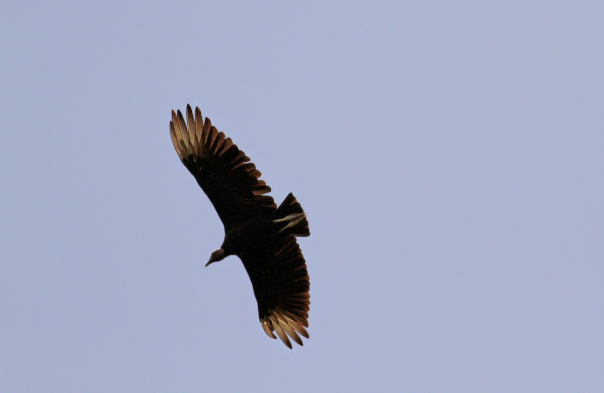 Black Vulture - ML22265611