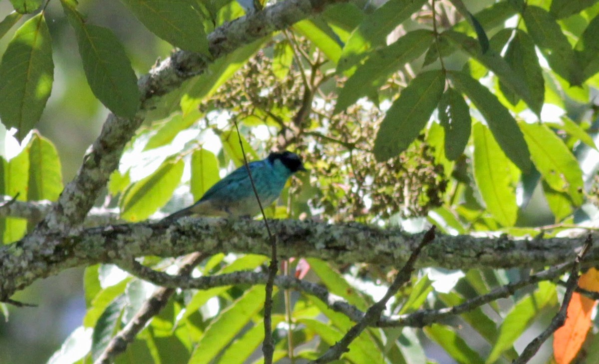 Golden-naped Tanager - ML22265631