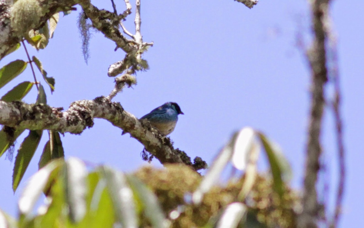 Golden-naped Tanager - ML22265651