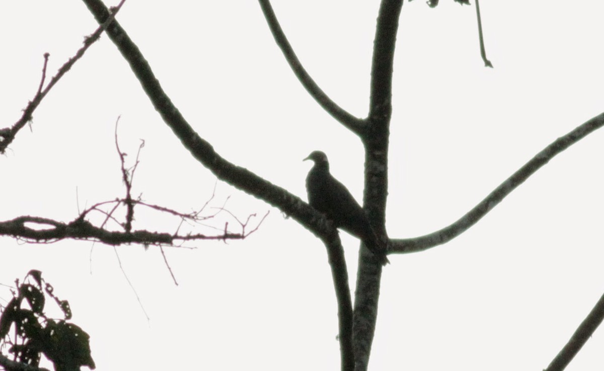Band-tailed Pigeon - Jay McGowan