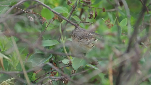 Grasshopper Sparrow - ML222662671