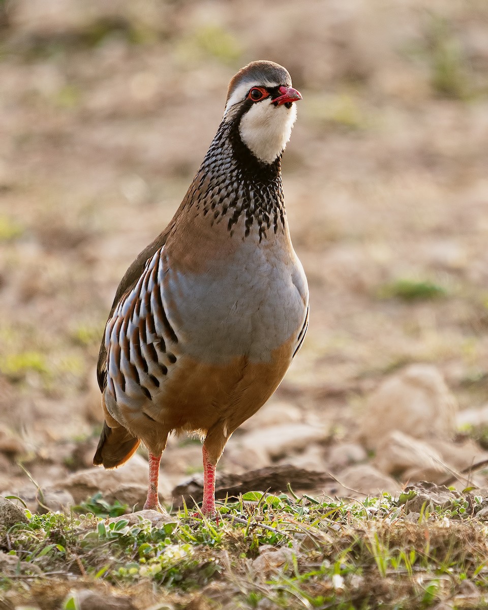 Red-legged Partridge - HECTOR PASTOR