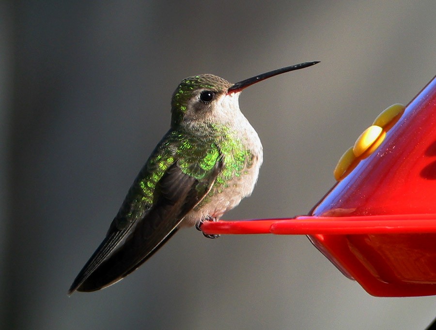 Broad-billed Hummingbird - Bill Maynard