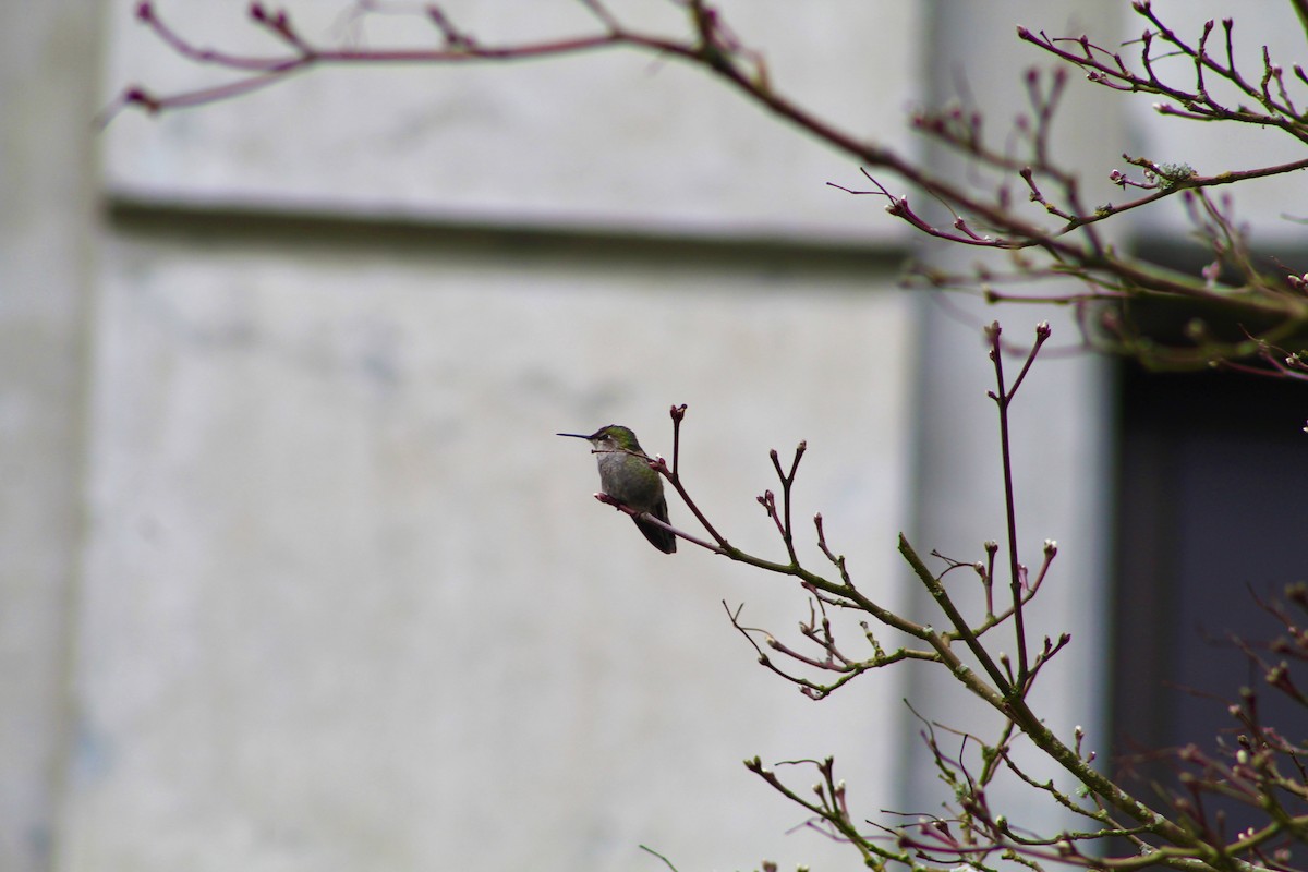 Anna's Hummingbird - ML222671821