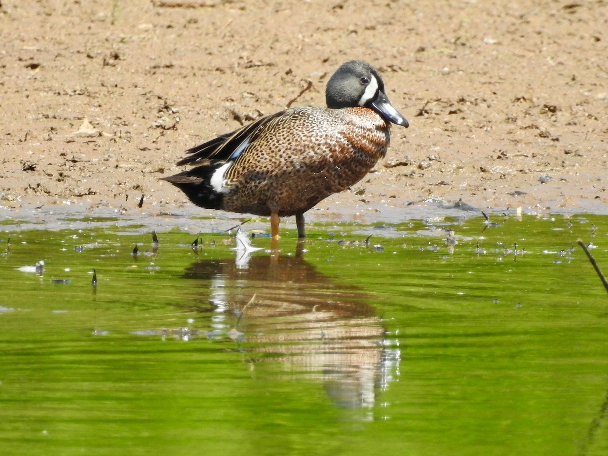 Blue-winged Teal - P Chappell