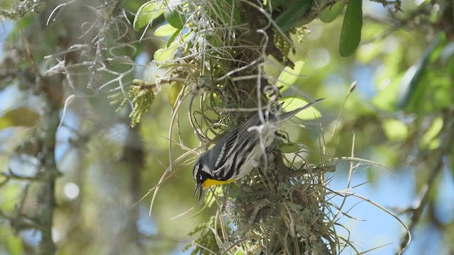 Yellow-throated Warbler (dominica/stoddardi) - ML222680641