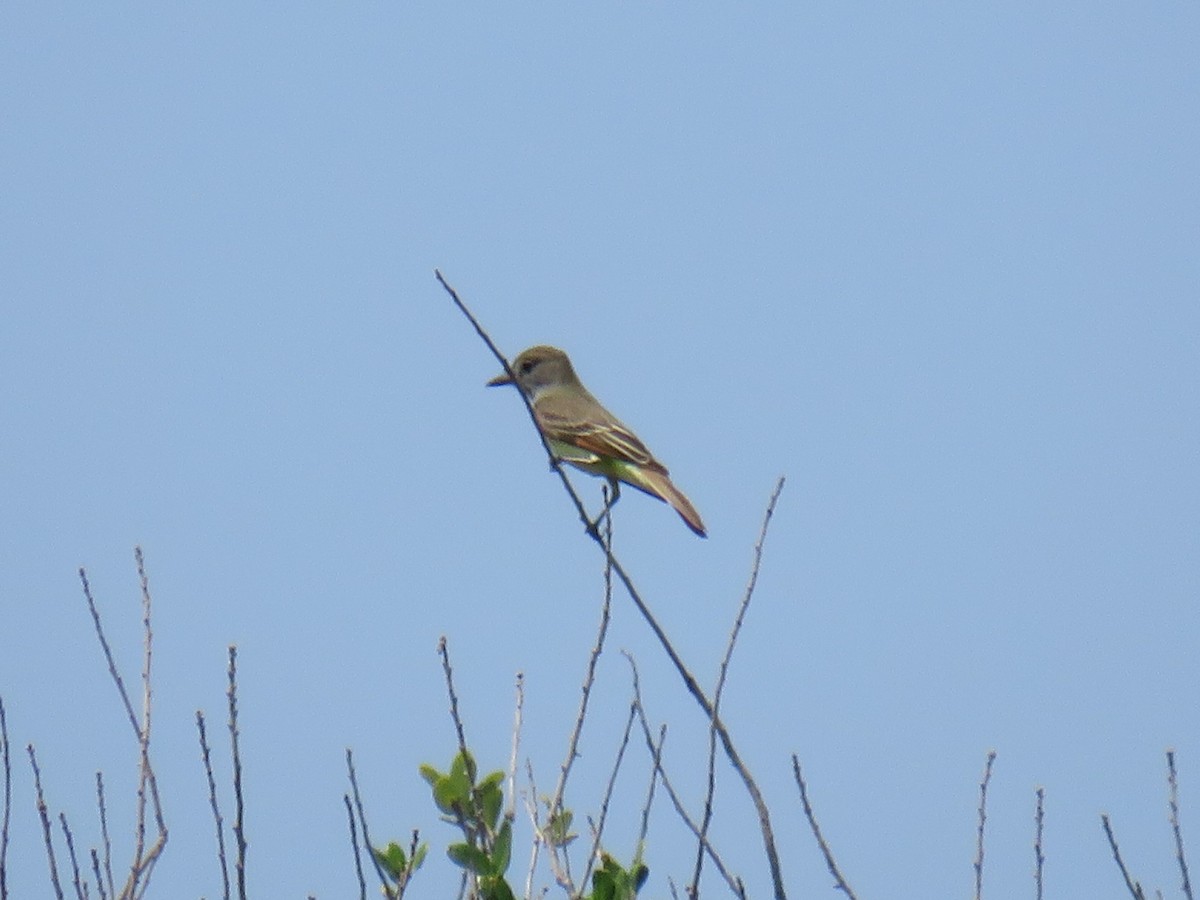 Great Crested Flycatcher - ML222683501