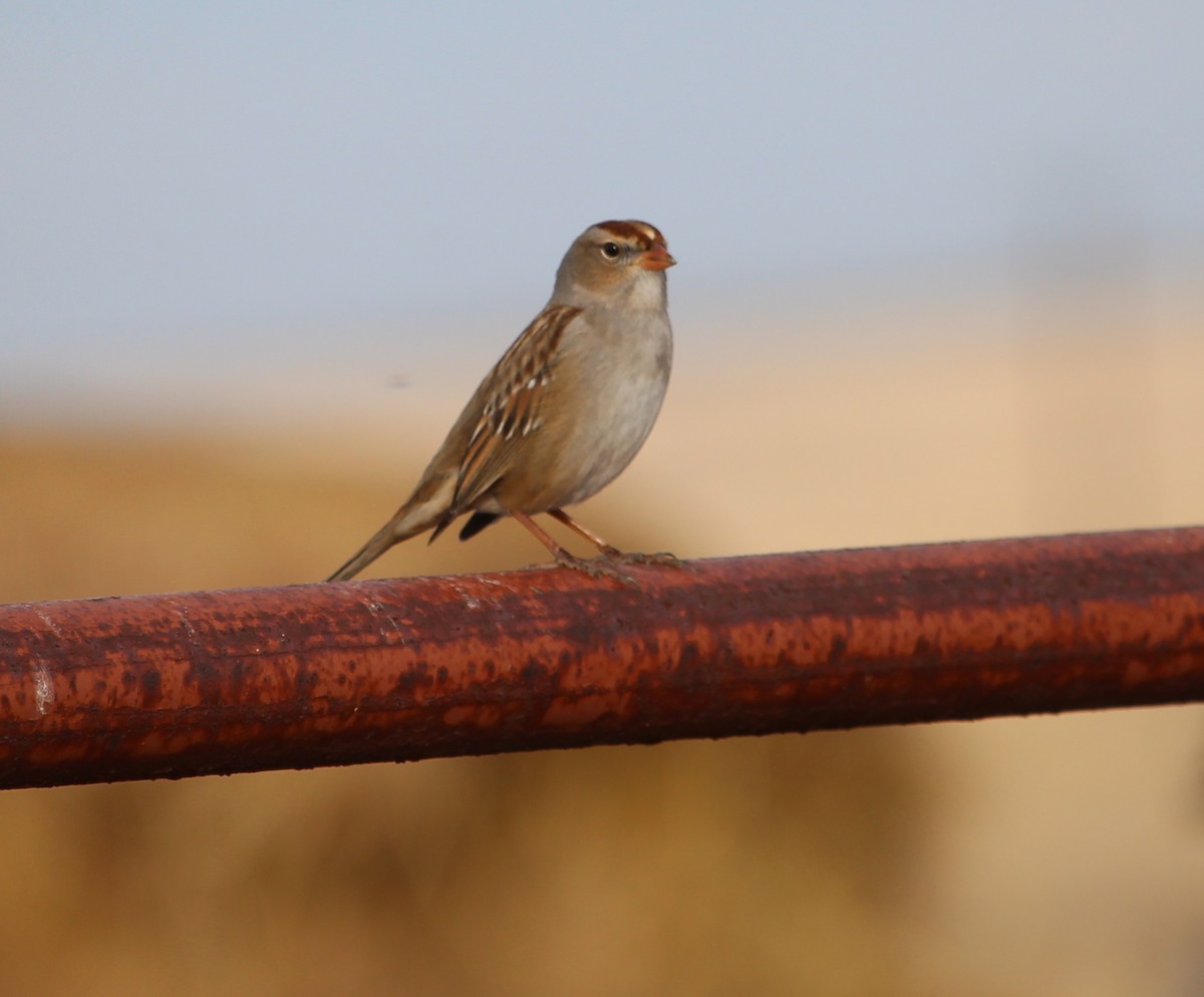 White-crowned Sparrow - ML22268661