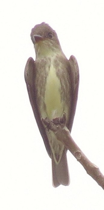 Olive-sided Flycatcher - ML222687091
