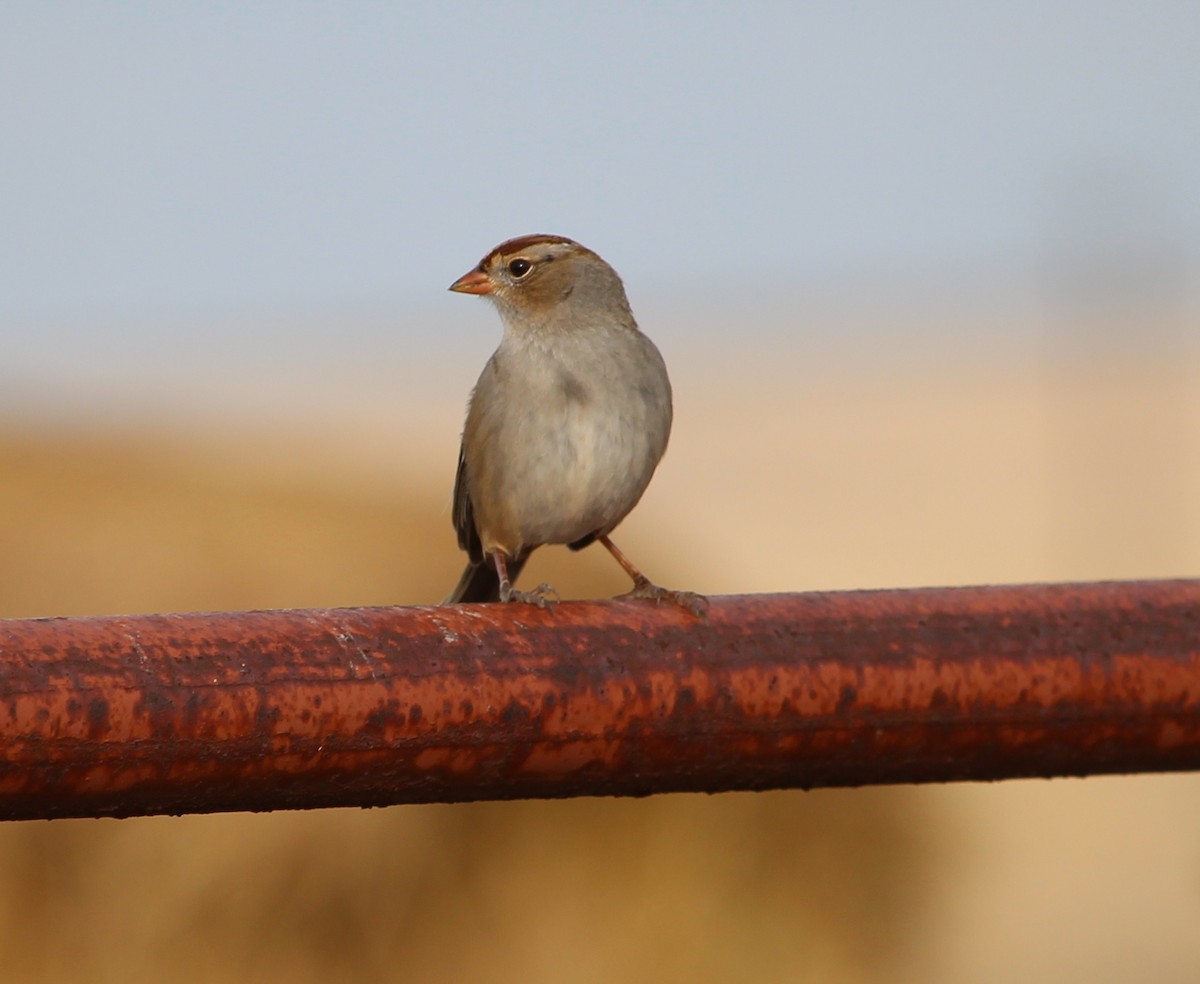 White-crowned Sparrow - ML22268781