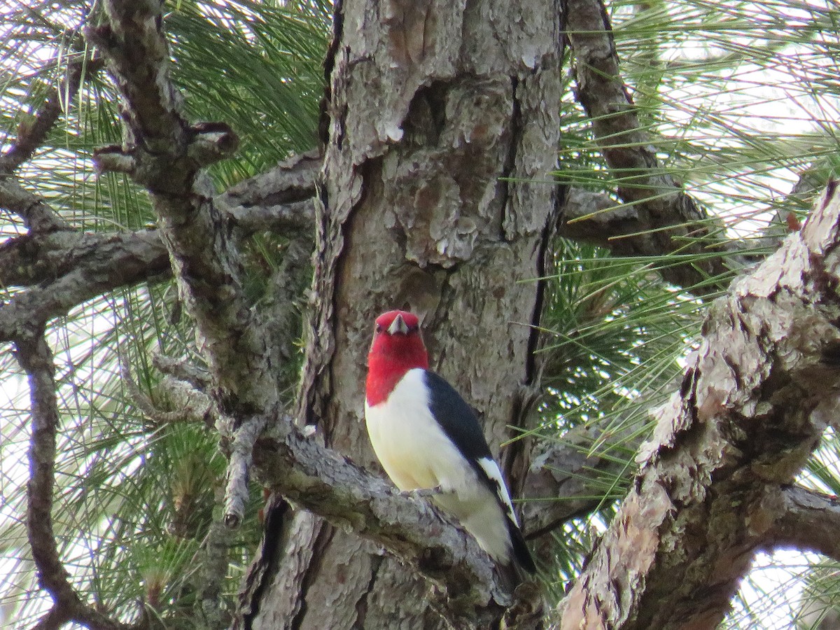 Red-headed Woodpecker - ML222687941