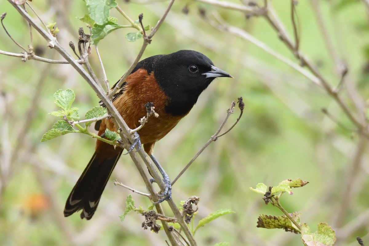Orchard Oriole - ML222688181