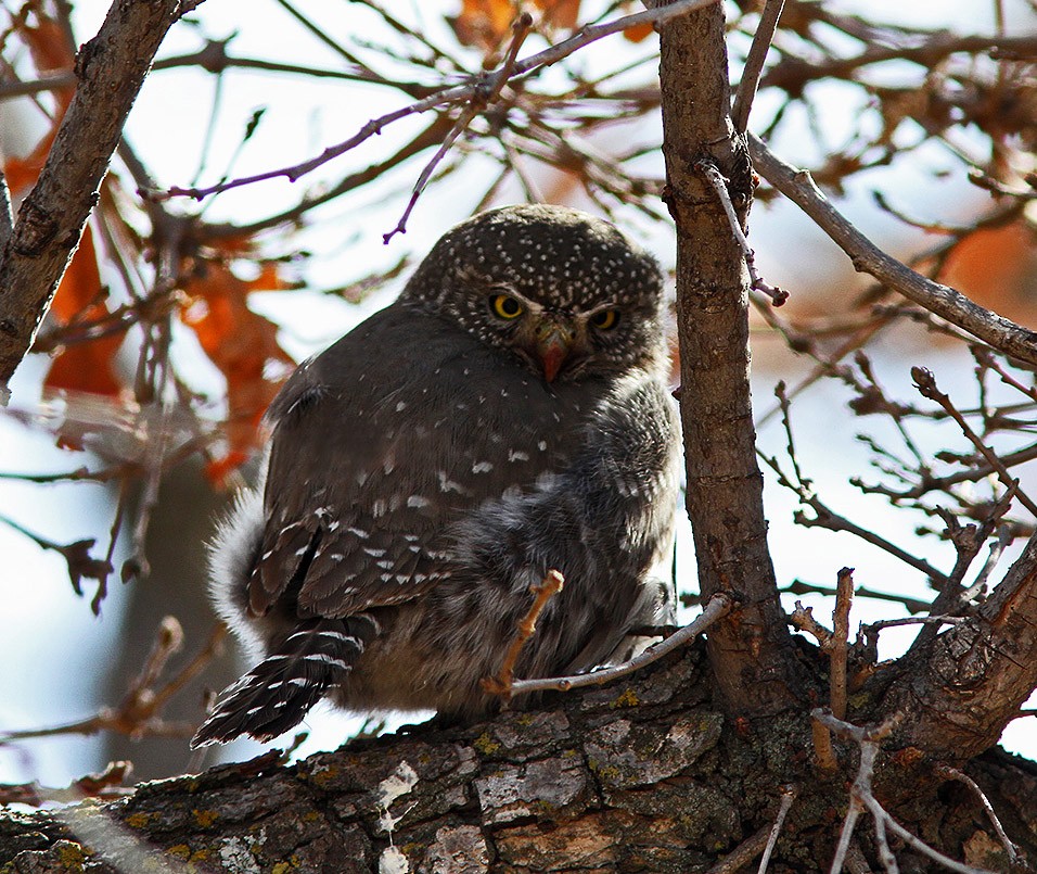 Northern Pygmy-Owl - Bill Maynard