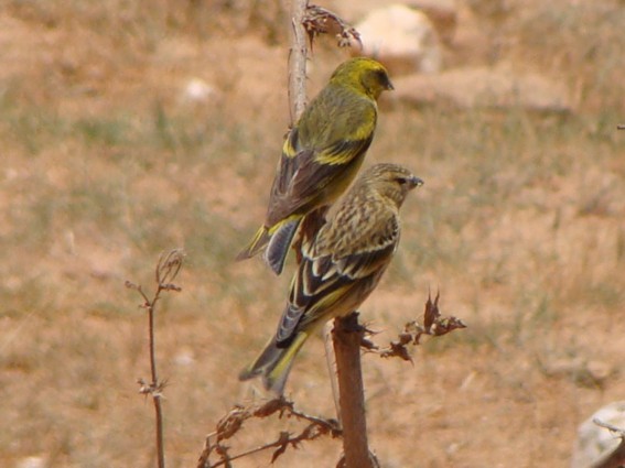 Yellow-crowned Canary - ML222691241