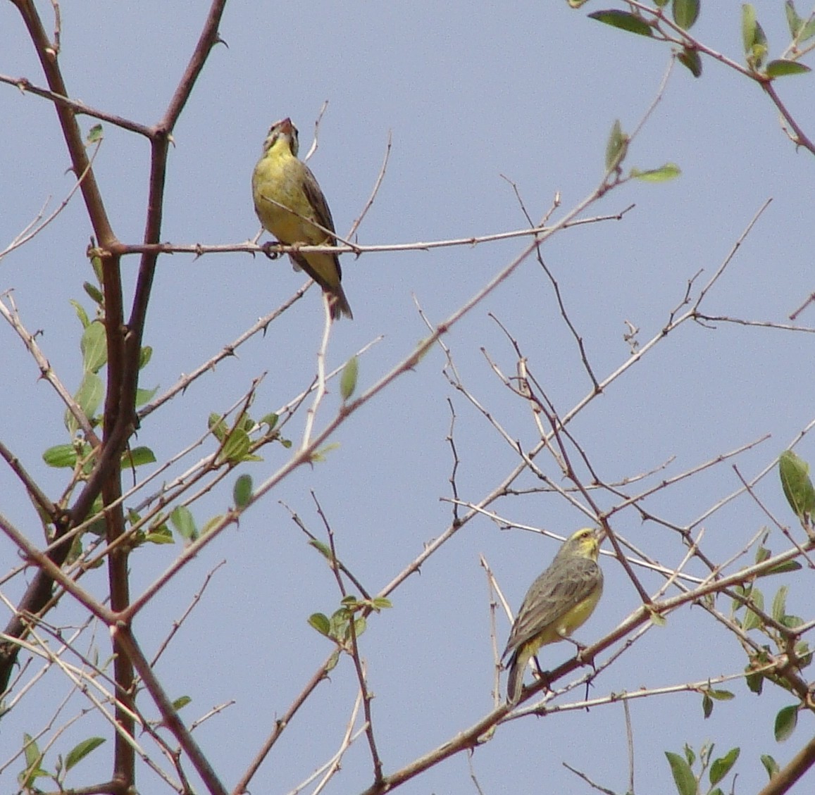 Yellow-fronted Canary - Jason Anderson