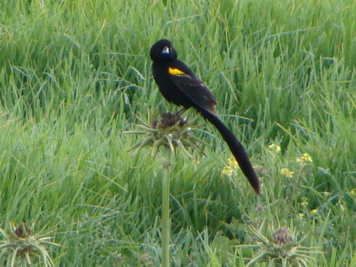Yellow-mantled Widowbird (Yellow-shouldered) - ML222692051