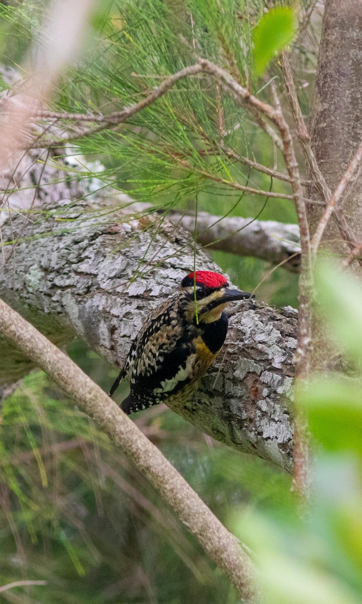 Yellow-bellied Sapsucker - Skip Cantrell