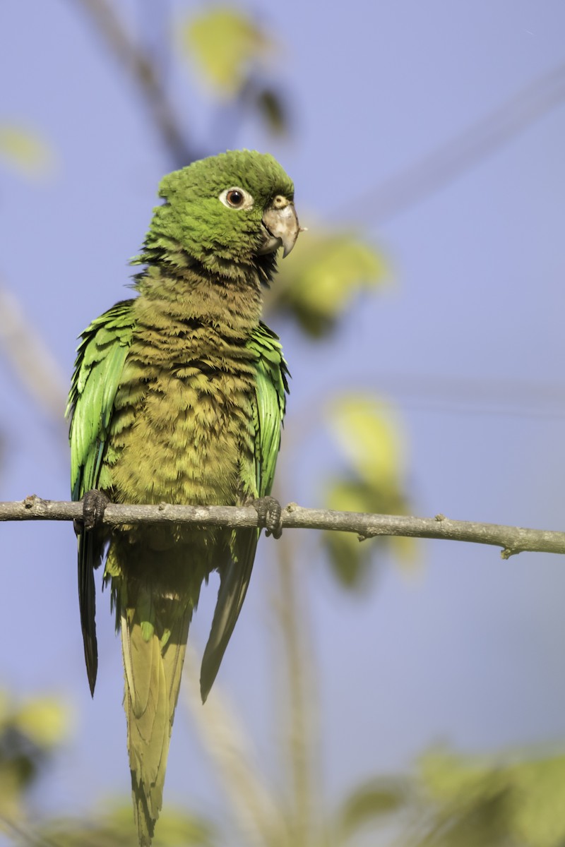 Olive-throated Parakeet - ML222693651