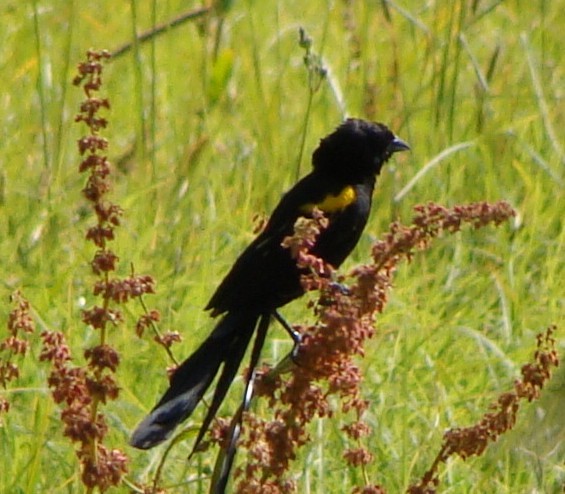 Yellow-mantled Widowbird (Yellow-shouldered) - Jason Anderson