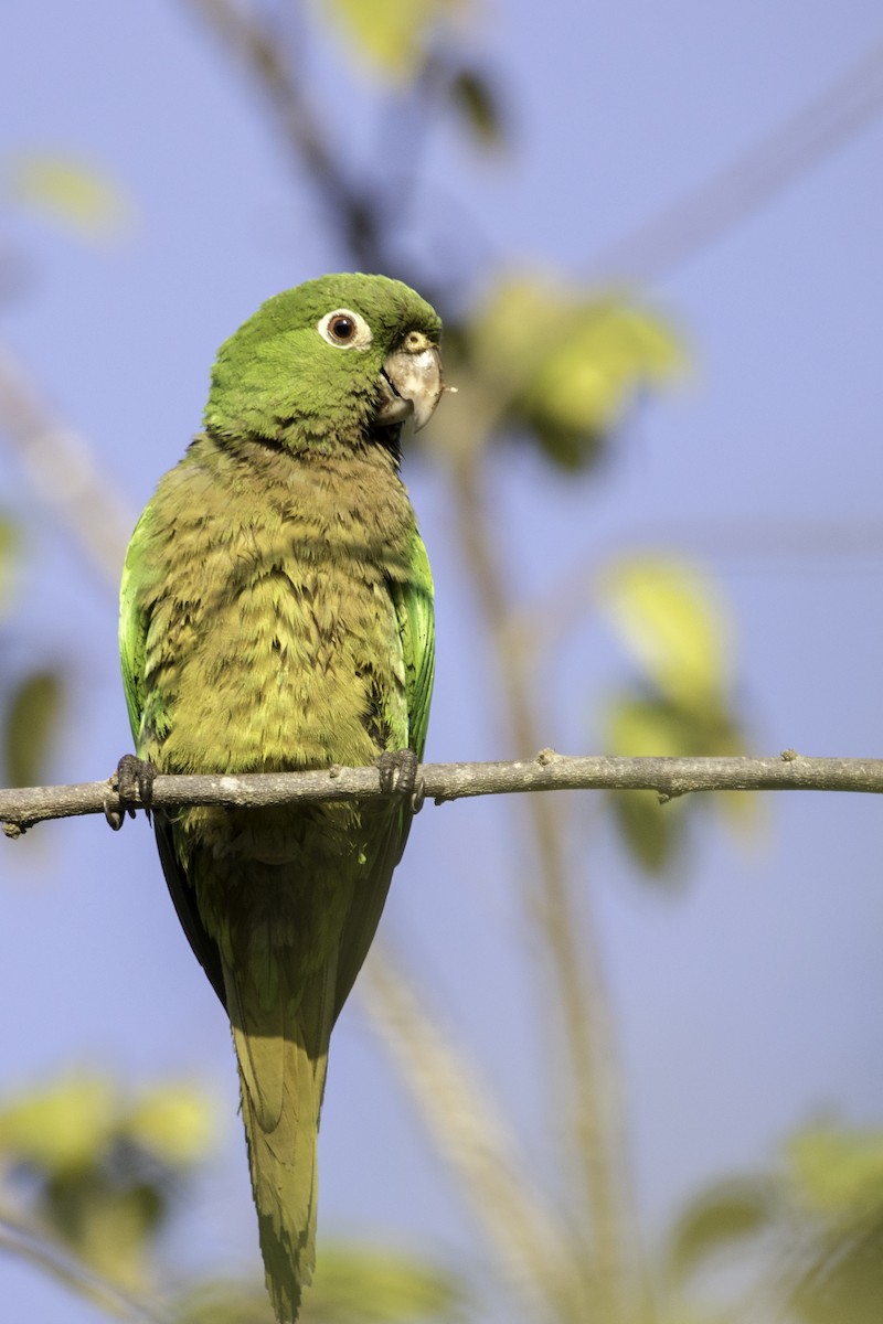 Olive-throated Parakeet - ML222695001