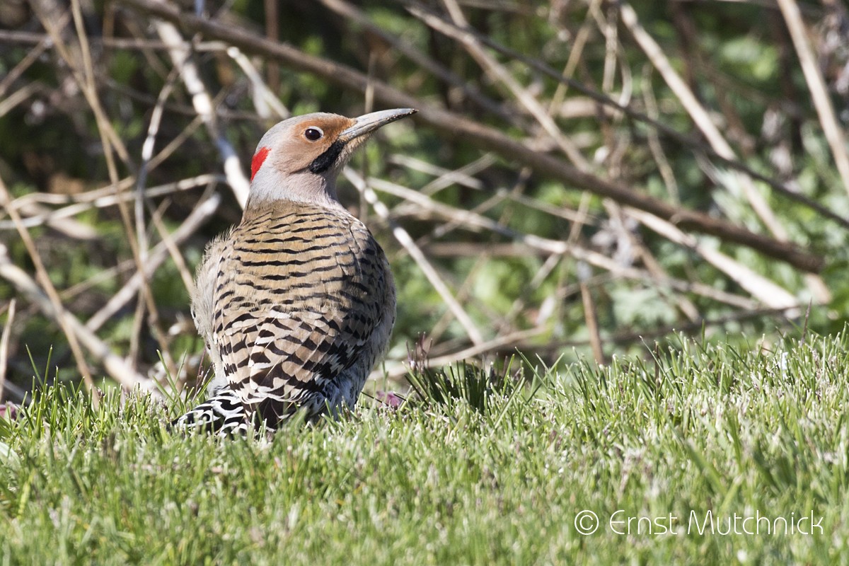Northern Flicker (Yellow-shafted) - ML222697111