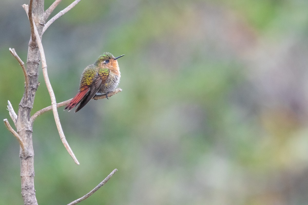 Perija Metaltail - Jhonathan Miranda - Wandering Venezuela Birding Expeditions